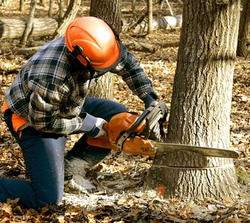 Tree Removal in Iredell, TX